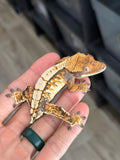 Tricolor Extreme Harlequin Whitespot Crested Gecko