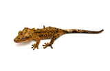 Orange Tiger Super Dalmatian Crested Gecko