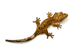 Orange Tiger Super Dalmatian Crested Gecko