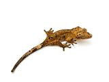 Orange Tiger Super Dalmatian Crested Gecko