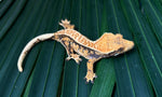 Extreme Harlequin Pinstripe Whiteout Crested Gecko (CRAZY COLOR)