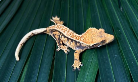 Extreme Harlequin Pinstripe Whiteout Crested Gecko (CRAZY COLOR)