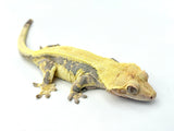 Lavender Lilly White Crested Gecko (LWF1)