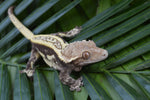 Dark Whiteout Emptyback Pinstripe Crested Gecko