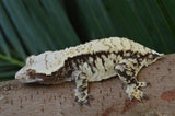 Extreme Harlequin Crested Gecko