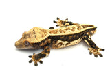 Whiteout Pinstripe Crested Gecko