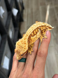 Drippy Red Harlequin Pinstripe Crested Gecko