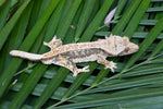 Drippy Whitewall Quadstripe Crested Gecko