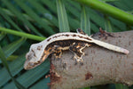 High Contrast Whitewall Superstripe Crested Gecko