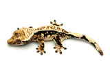 High White Harlequin Crested Gecko