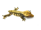 Emptyback Pinstripe Crested Gecko
