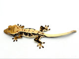 Harlequin Lilly White Crested Gecko