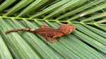 Rusty Red Dalmatian Crested Gecko (INCREDIBLE STRUCTURE)