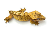 100% Het Axanthic Crested Gecko