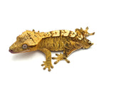 100% Het Axanthic Crested Gecko