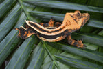 Perfect Superstripe Crested Gecko