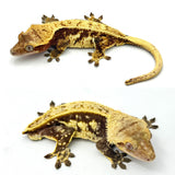 Red Pinstripe Crested Gecko Pair (MALE & FEMALE)