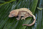 Drippy Red Pinstripe Crested Gecko (Gravid?)