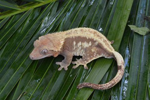 Drippy Red Pinstripe Crested Gecko (Gravid?)