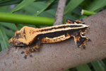 Perfect Superstripe Crested Gecko