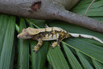 Whitewall Tricolor Harlequin Crested Gecko