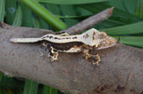 High Contrast Whitewall Superstripe Crested Gecko