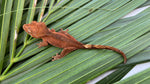 Rusty Red Dalmatian Crested Gecko (INCREDIBLE STRUCTURE)