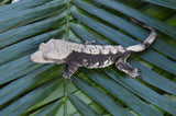 Dark Harlequin Crested Gecko (Gravid?)