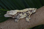 BREEDING PAIR of Extreme Harlequin Crested Geckos