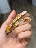 Whitewall Tricolor Pinstripe Crested Gecko (F4)