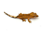 Yellow Dalmatian Crested Gecko