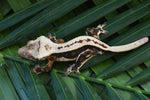 High Contrast Whitewall Superstripe Crested Gecko