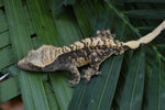 Tiger Harlequin Crested Gecko