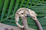 Drippy Whitewall Quadstripe Crested Gecko