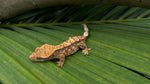 Perfect Harlequin Crested Gecko