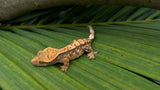 Perfect Harlequin Crested Gecko
