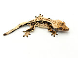 High White Harlequin Crested Gecko
