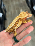 Drippy Red Harlequin Pinstripe Crested Gecko