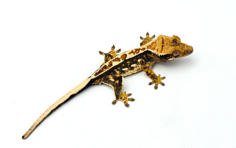 Tricolor Pinstripe Crested Gecko
