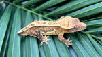 Yellow Quadstripe Pinstripe Crested Gecko