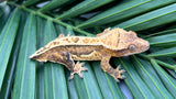 Yellow Quadstripe Pinstripe Crested Gecko