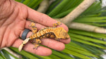 Perfect Harlequin Crested Gecko