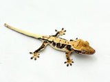 Harlequin Lilly White Crested Gecko