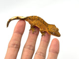 Yellow Dalmatian Crested Gecko