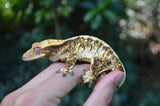 Extreme Harlequin Crested Gecko