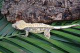 Lavender & White Harlequin Pinstripe Crested Gecko