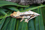 Lilly White Crested Gecko