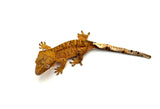 Yellow Dalmatian Crested Gecko