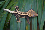 Tangerine Whiteout Emptyback Pinstripe Crested Gecko (BlackJack offspring)