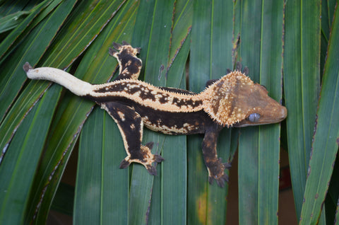 Tangerine Whiteout Emptyback Pinstripe Crested Gecko (BlackJack offspring)